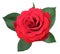 Wonderful red Rose Rosaceae isolated on white background.