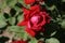 Wonderful red roses