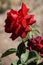 Wonderful red roses