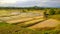 Wonderful rice field in thailand