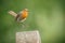 A wonderful robin hopping onto his perch
