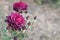 Wonderful rose bush flower in selective focus