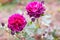 Wonderful rose bush flower in selective focus