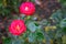 Wonderful rose bush flower in selective focus