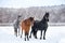 Wonderful  running mustang horses on the snow