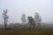 Wonderful rural landscape. Beautiful meadow on a foggy spring morning. Medium and tall trees are shrouded in fog.