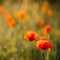 Wonderful rural landscape. color contrast between poppy and green field with a lot of copy space. small depth of field. Opium