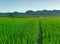 Wonderful Scenery of Green Ricefields in Nusa Tenggara Timur