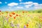 Wonderful scenery. Summer flowers, bright nature field under blue sky with white clouds, idyllic summer landscape