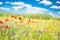 Wonderful scenery. Summer flowers, bright nature field under blue sky with white clouds, idyllic summer landscape