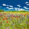 Wonderful scenery. Summer flowers, bright nature field under blue sky with white clouds, idyllic summer landscape