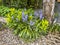 Wonderful self sown bluebells