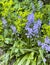 Wonderful self sown bluebells