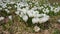 Wonderful set of crocus flowers at the alpine meadow. Crocus blossom. Mountain flowers. Spring landscape