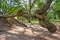 Wonderful shape of old vine in park