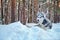 Wonderful Siberian Husky dog black and white colour with blue eyes lying in snow in winter forest. Copy space.