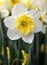 Wonderful Slim Whitman Large Cupped Daffodil