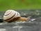 Wonderful snail on a big dark stone.  Caucasotachea vindobonensis. Snail and stone