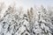 Wonderful snow-covered forest on the background of the sky on a winter day. Beautiful spruce trees in the snow. Bottom