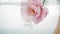 Wonderful soft pink rose immersed in crystal clear water. Large bubbles of air float near the flower. Close up view of
