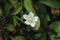 Wonderful solo Parnassia palustris in green vegetation in Jeseniky mountains, czech republic. Marsh grass of Parnassus. Northern