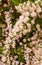 A wonderful Spiraea shrub in full bloom_ Baden-Baden, Germany