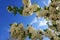 A wonderful spring detail. Blooming tree up close and in the background.