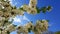 A wonderful spring detail. Blooming tree up close and in the background. Beautiful blue sky in the background.