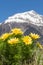 Wonderful spring pheasant`s eyes - Adonis vernalis - with the Swiss alps in the background