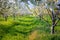 Wonderful spring scenery. Exciting morning view of apple trees garden in the outskirts of Bitola town.