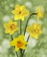 Wonderful Springtime daffodils in full bloom