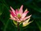 Wonderful Sublime Ornamental Pink Leucadendron in Closeup.