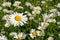 Wonderful summer landscape with daisies in the middle of the meadow flowers (peace, health, magic, desire - concept)