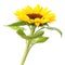 Wonderful Sunflower Helianthus annuus isolated on white background, including clipping path.