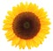 Wonderful Sunflower isolated on white background, including clipping path.