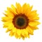 Wonderful Sunflower isolated on white background, including clipping path.