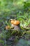 Wonderful three orange-cap boletus  Leccinum in beautiful moss and grass . Summer mushroom picking. Selective focus.The vertical