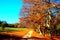 Wonderful trail passing between green meadow and beech trees with autumn leaves in Canfaito park