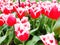 Wonderful Tulips. Beautiful View of Nature. Flower Tops. Keukenhof Garden, Netherlands.