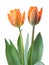 Wonderful Tulips Lily family, Liliaceae isolated on white background, including clipping path.