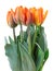Wonderful Tulips Lily family, Liliaceae isolated on white background, including clipping path.