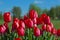 Wonderful tulips in an open field.