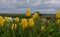 Wonderful tulips in an open field.