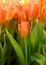 Wonderful Tulips Orange Emperor close up
