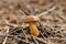 Wonderful typical czech mushroom known as Imleria badia. Well-hidden boletus badius is under beech and needles. With wet and