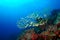 Wonderful underwater Similan,North Andaman Sea Thailand.