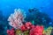 Wonderful underwater and vibrant colors of corals and Scuba Diver backdrop.