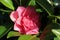 Wonderful Vibrant Camellias with Shining Leaves