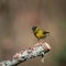 Wonderful vibrant image of yellow Siskin bird Spinus Spinus in Spring woodland landscape setting