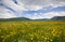 Wonderful view of carpet of yellow flowers in the Pian Grande during spring season, Castelluccio di Norci